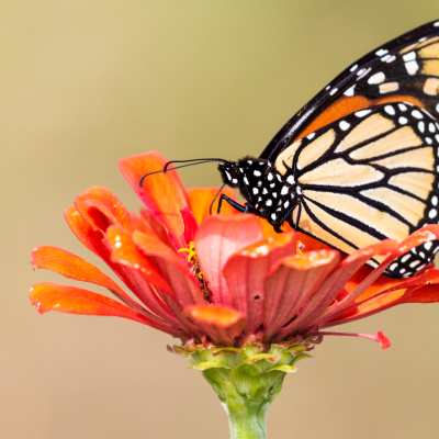 Save the Butterflies Buy Organic!