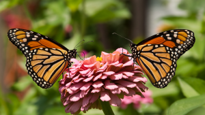 monarch-butterfly-two